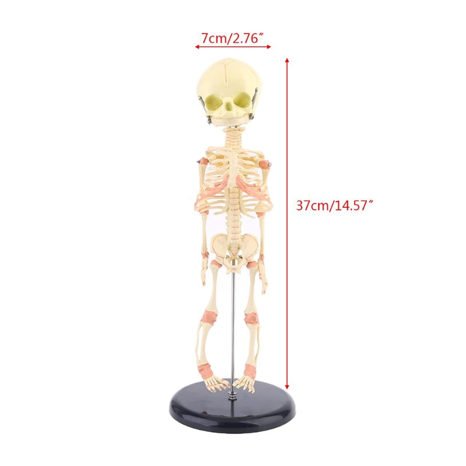 Amazon.co.jp: 頭蓋骨モデル シングルヘッドベビースカルヒューマン